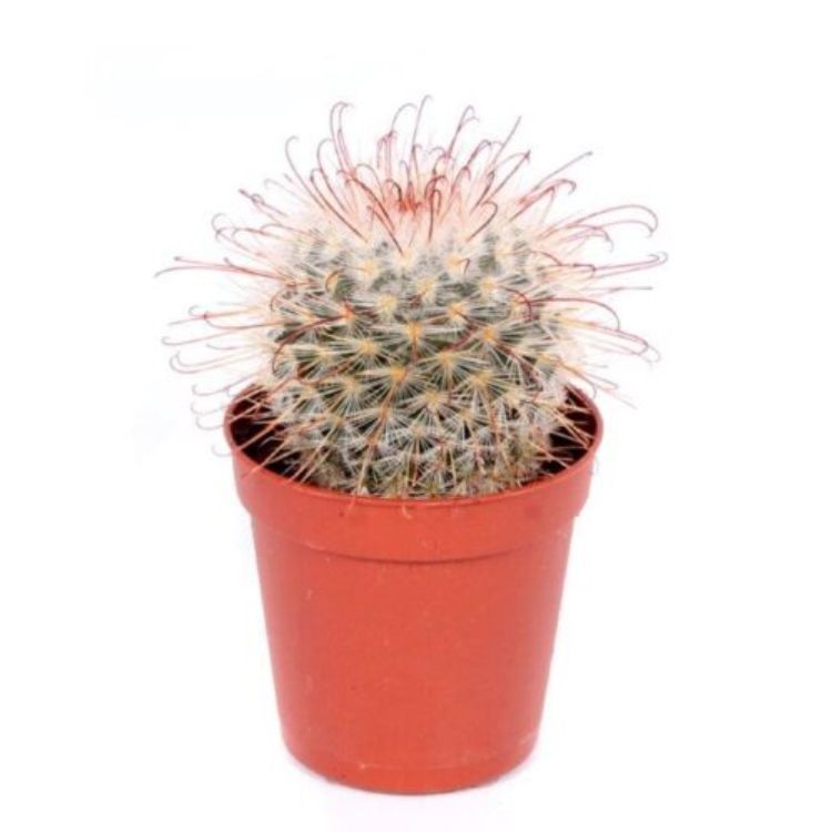 Cactus Mammillaria bombycina